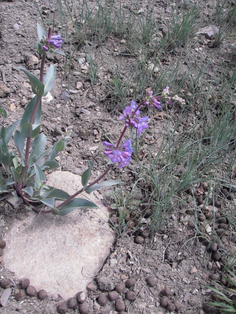 Penstemon di Osterhout 3
