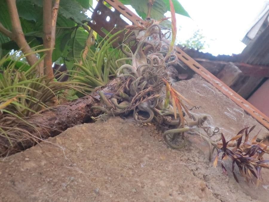 Tillandsia brumosa 4