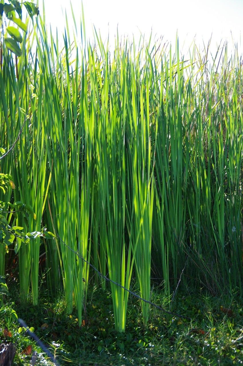 Totora 15