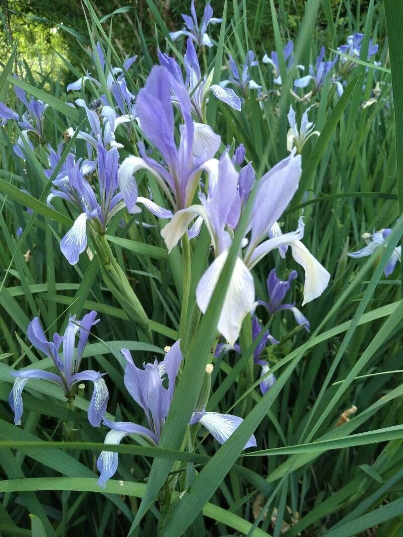 Milchweiße Iris 4