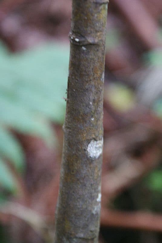 Acalypha 20