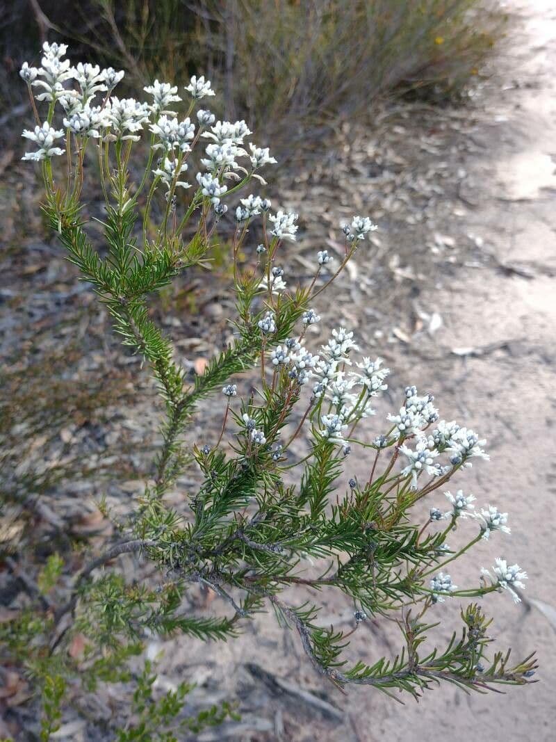 Conospermum 3