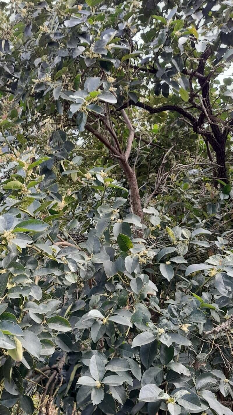 Citronela 4