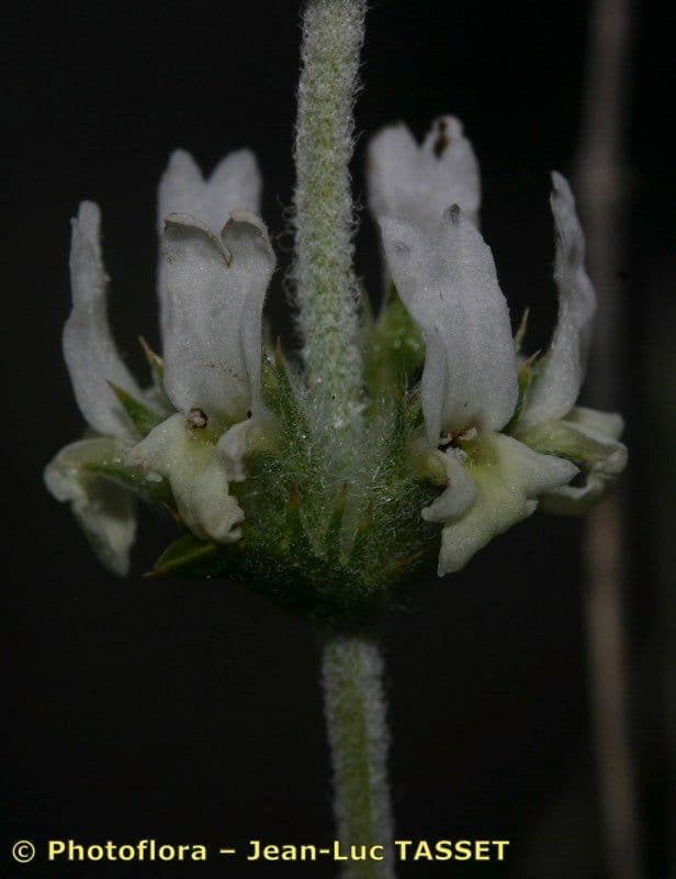 Sideritis leucantha 4