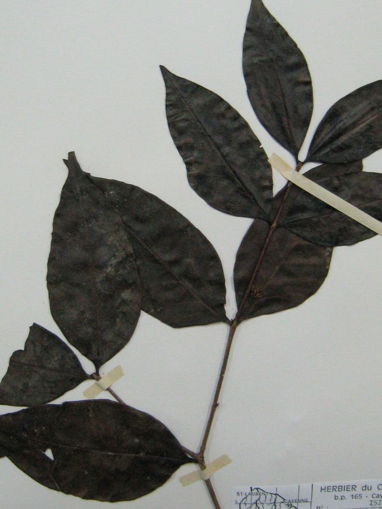Mouriri vernicosa