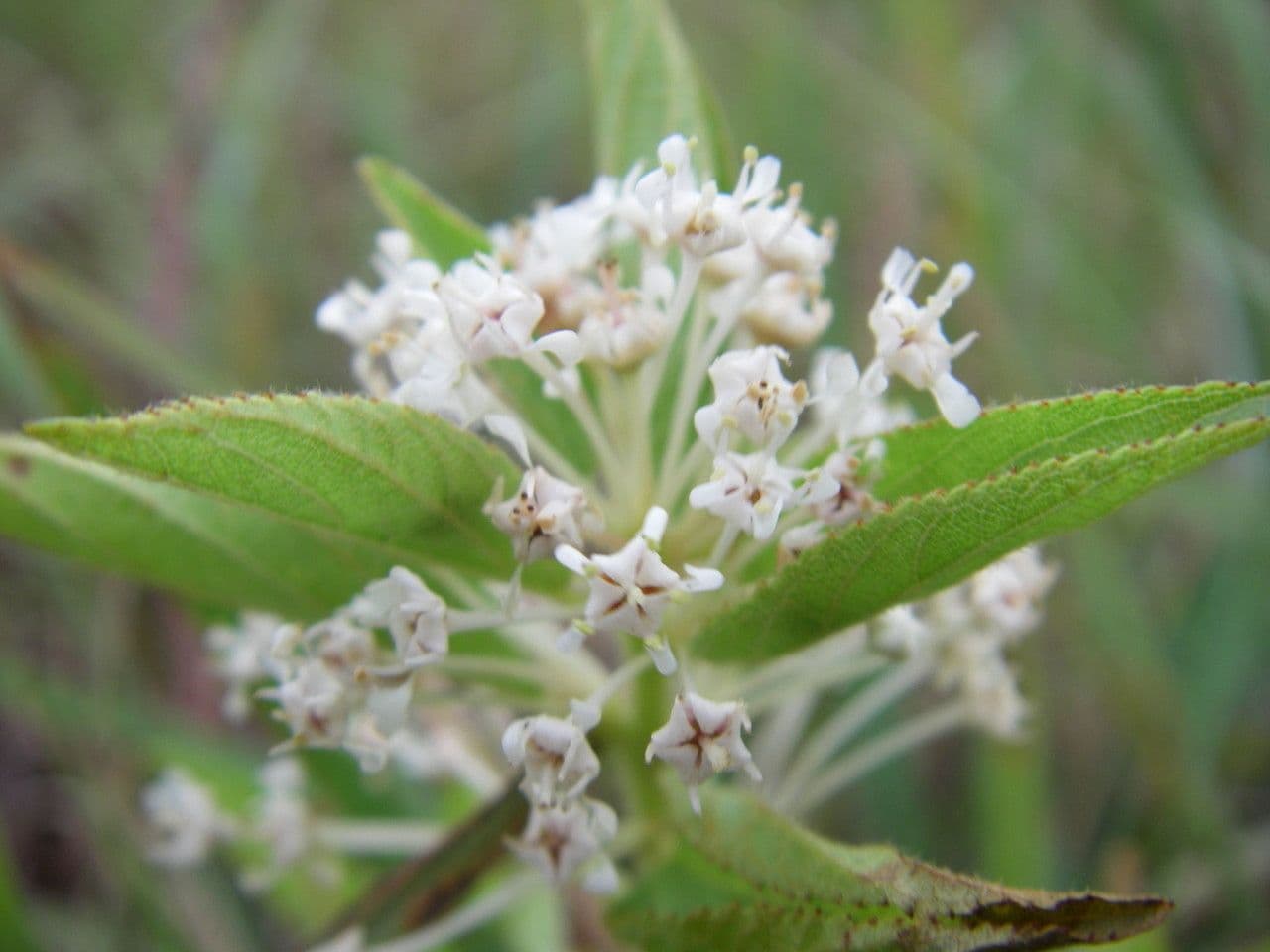 Ceanothus bylinný 4