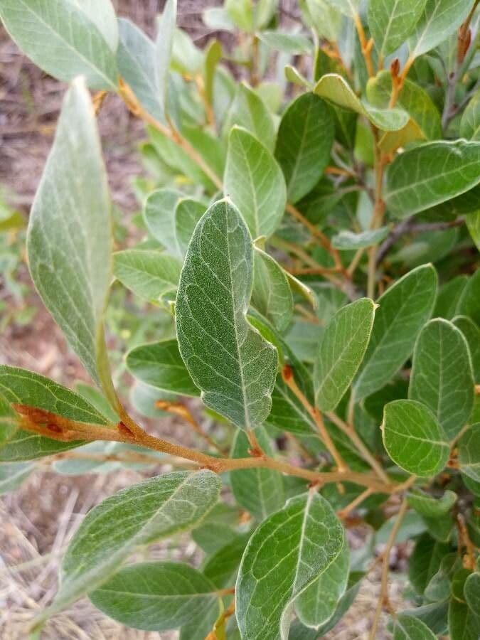 Grevillea reale 9