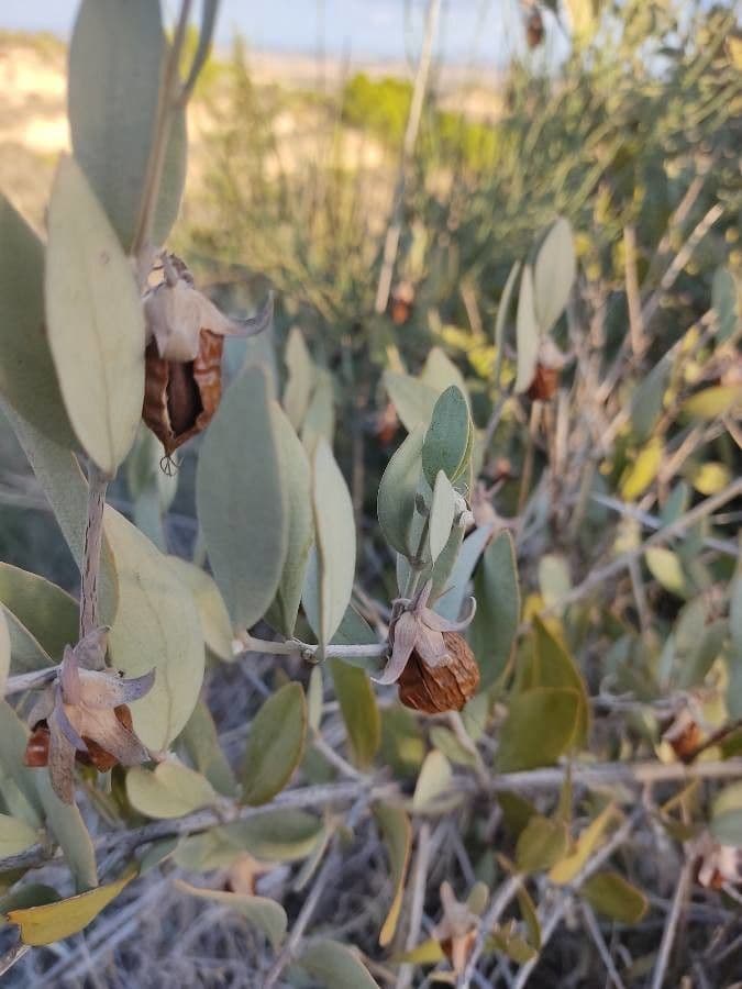 Jojoba 16