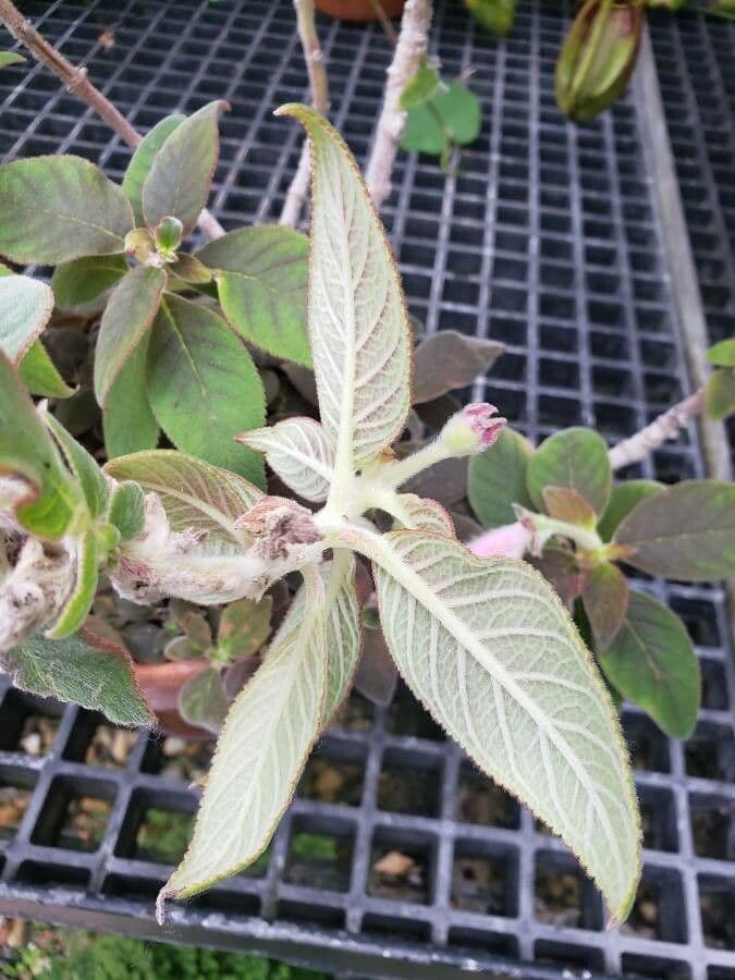 Kohleria pelosa 10