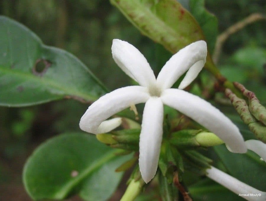 Psychotria 3