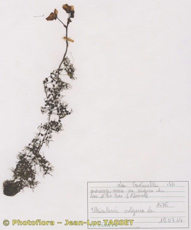 Erba vescica 26