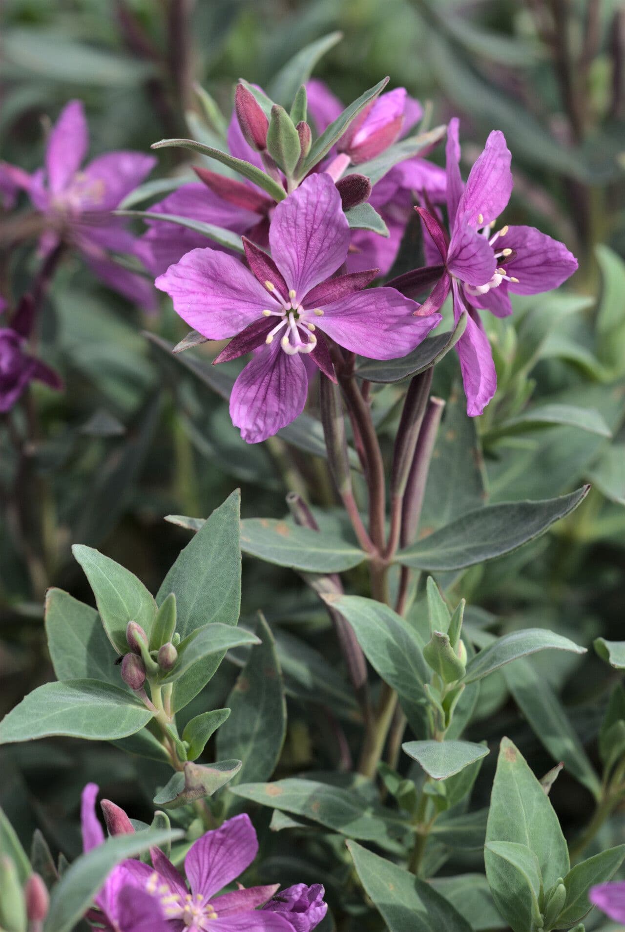 Adelfilla ancha