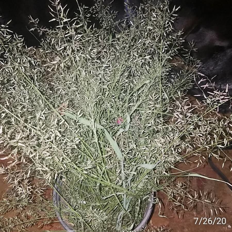 Eragrostis mexická 7