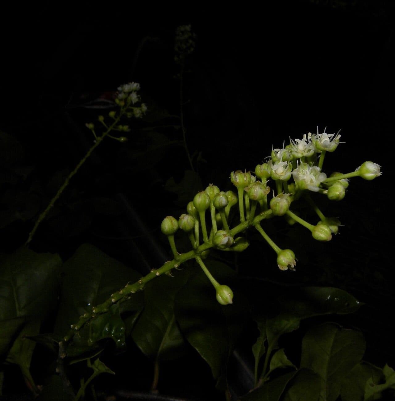 Stegnosperma 9