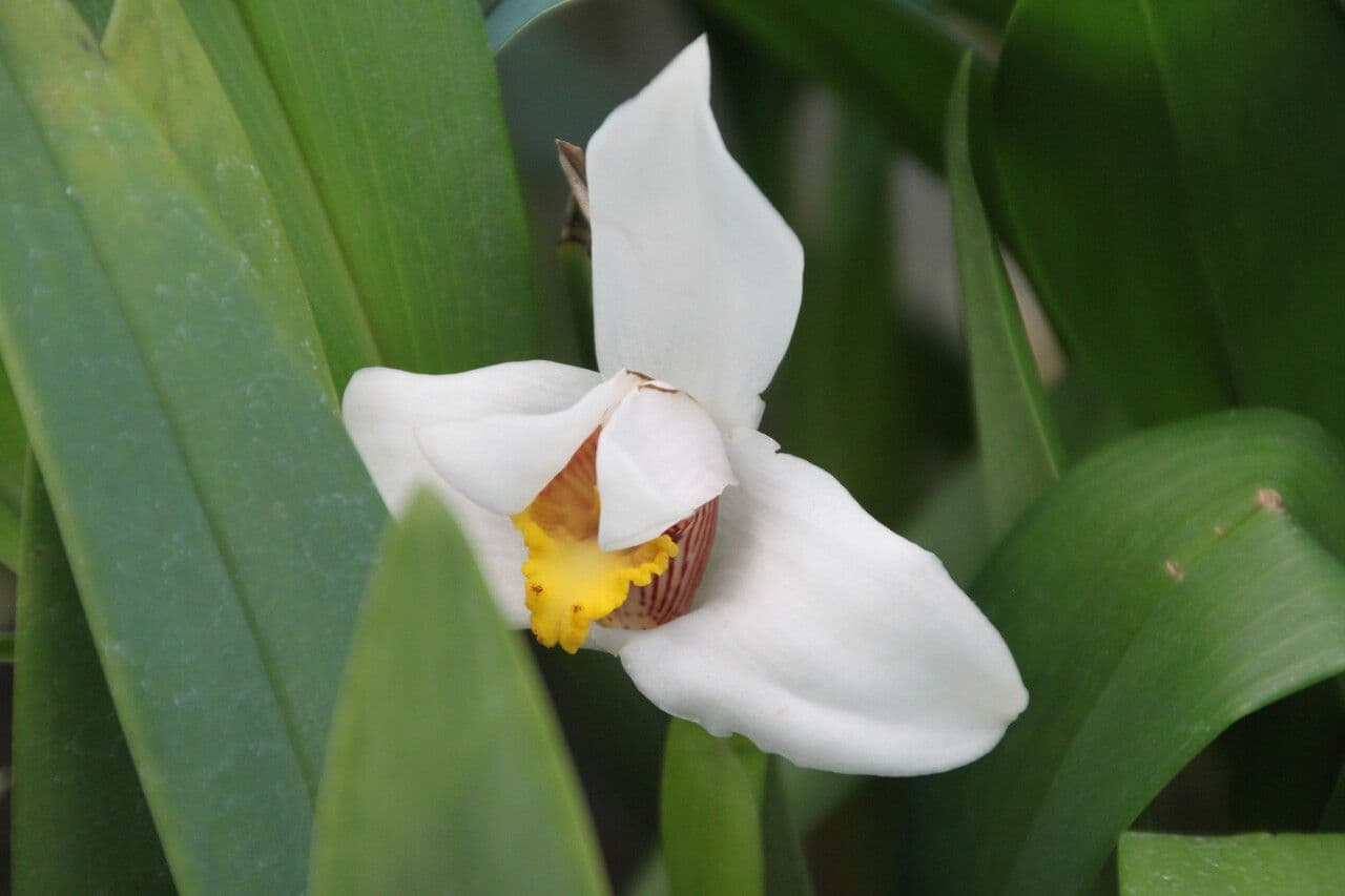 Maxillaria 5