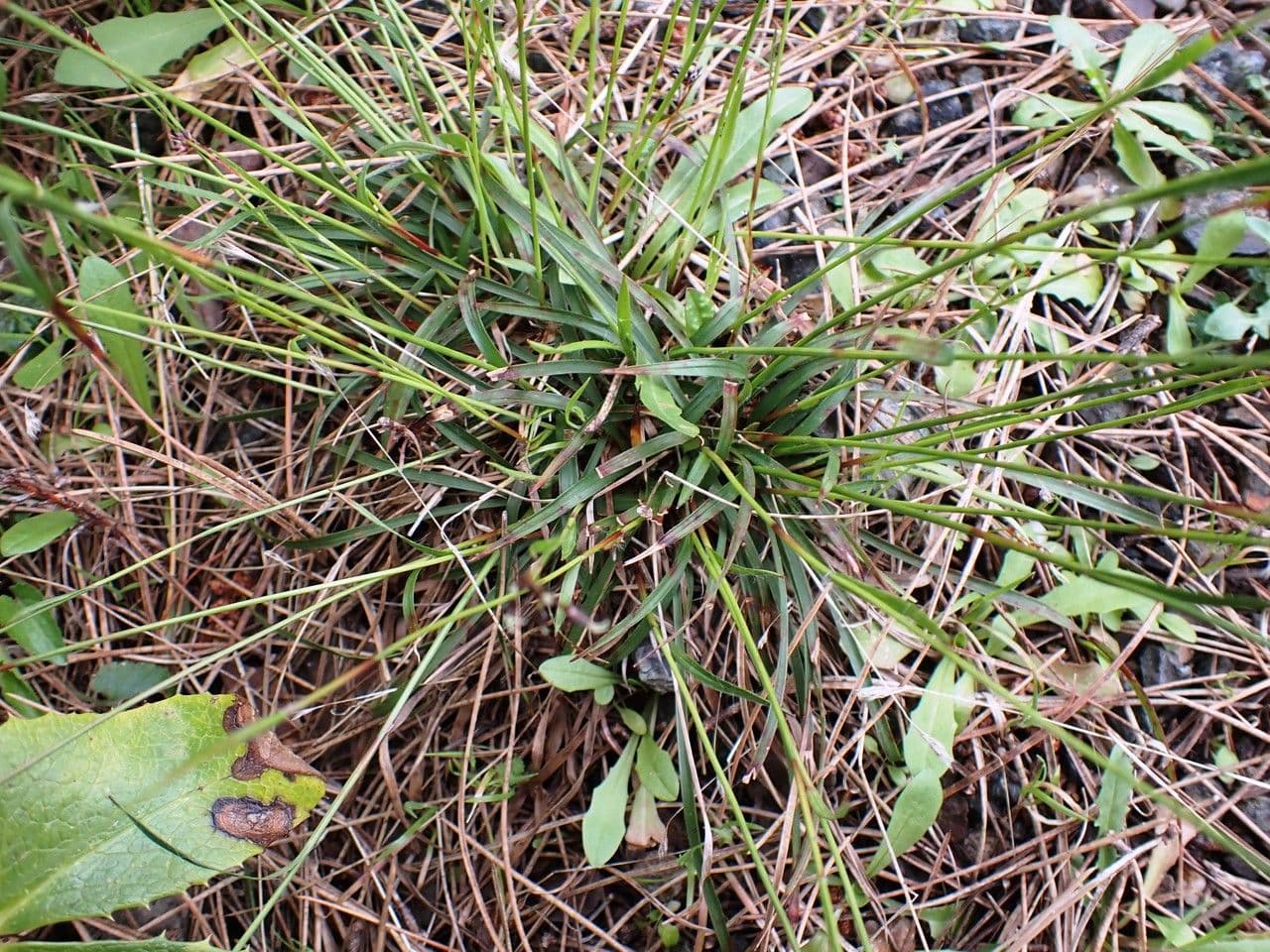 Kosmatka Forstera 20