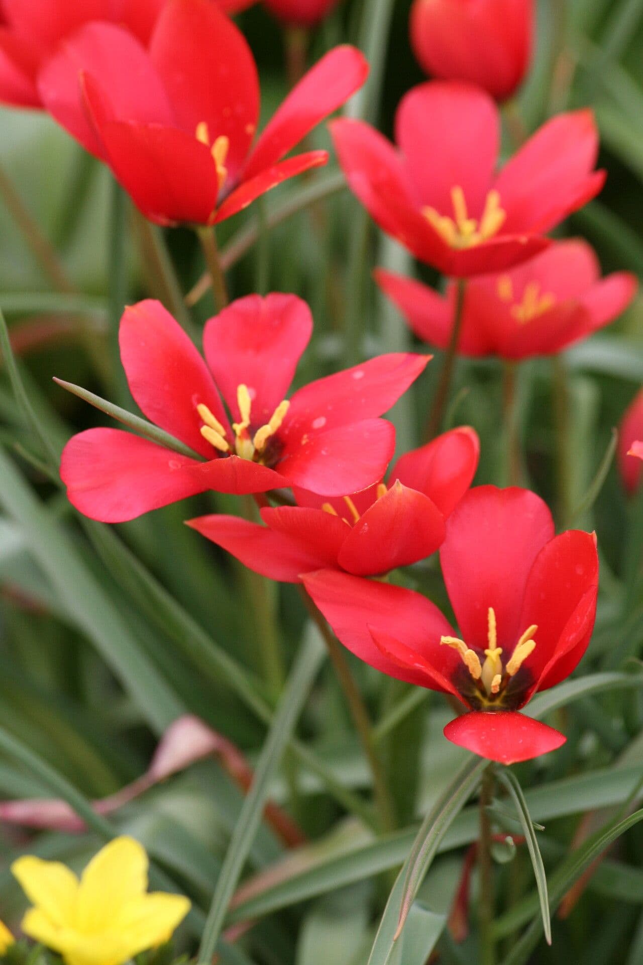 Berg-Tulpe