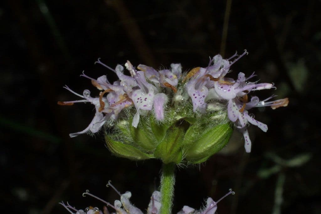 Blephilia ciliata 4