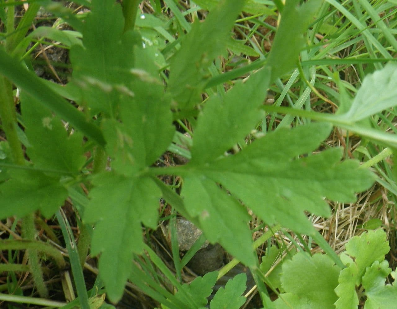 Wald-Scheinmohn 20