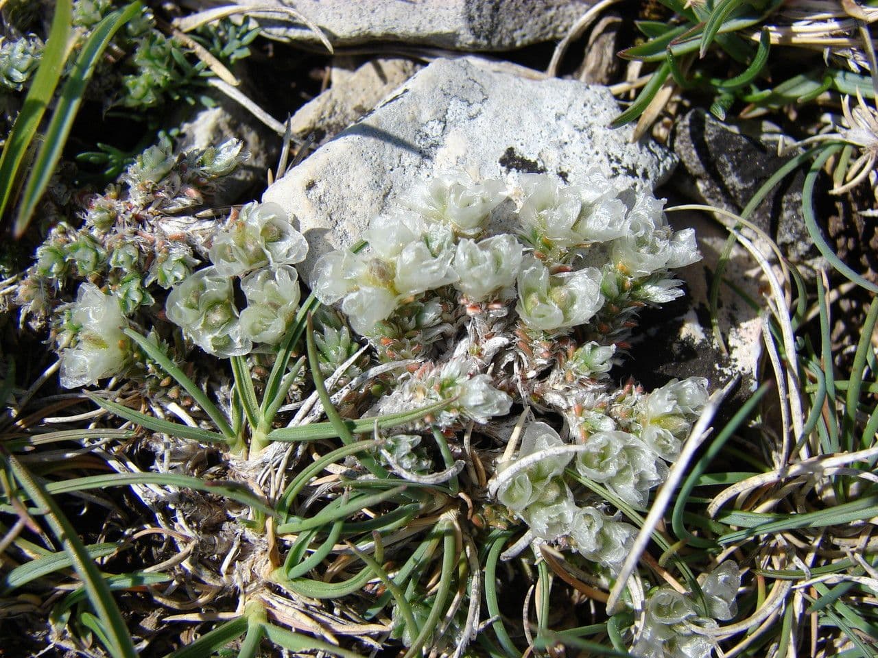 Paronychia kapelská 9