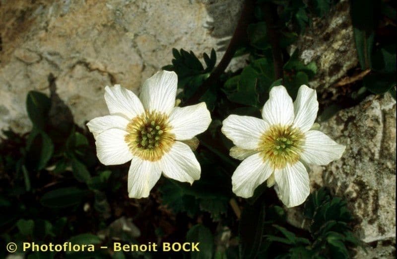 Callianthemum coriandrifolium 20