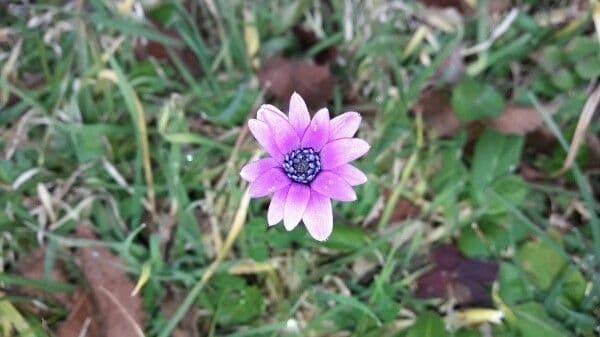 Anemone dei giardini 5