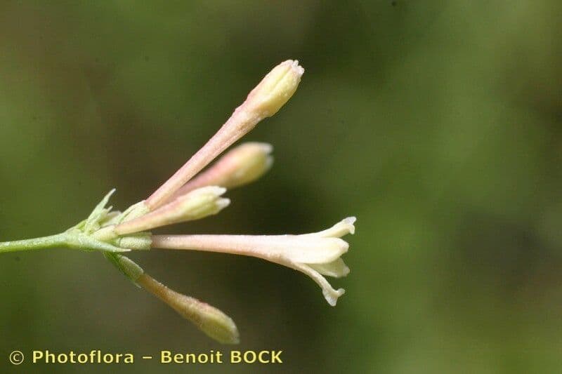 Asperula aristata 4