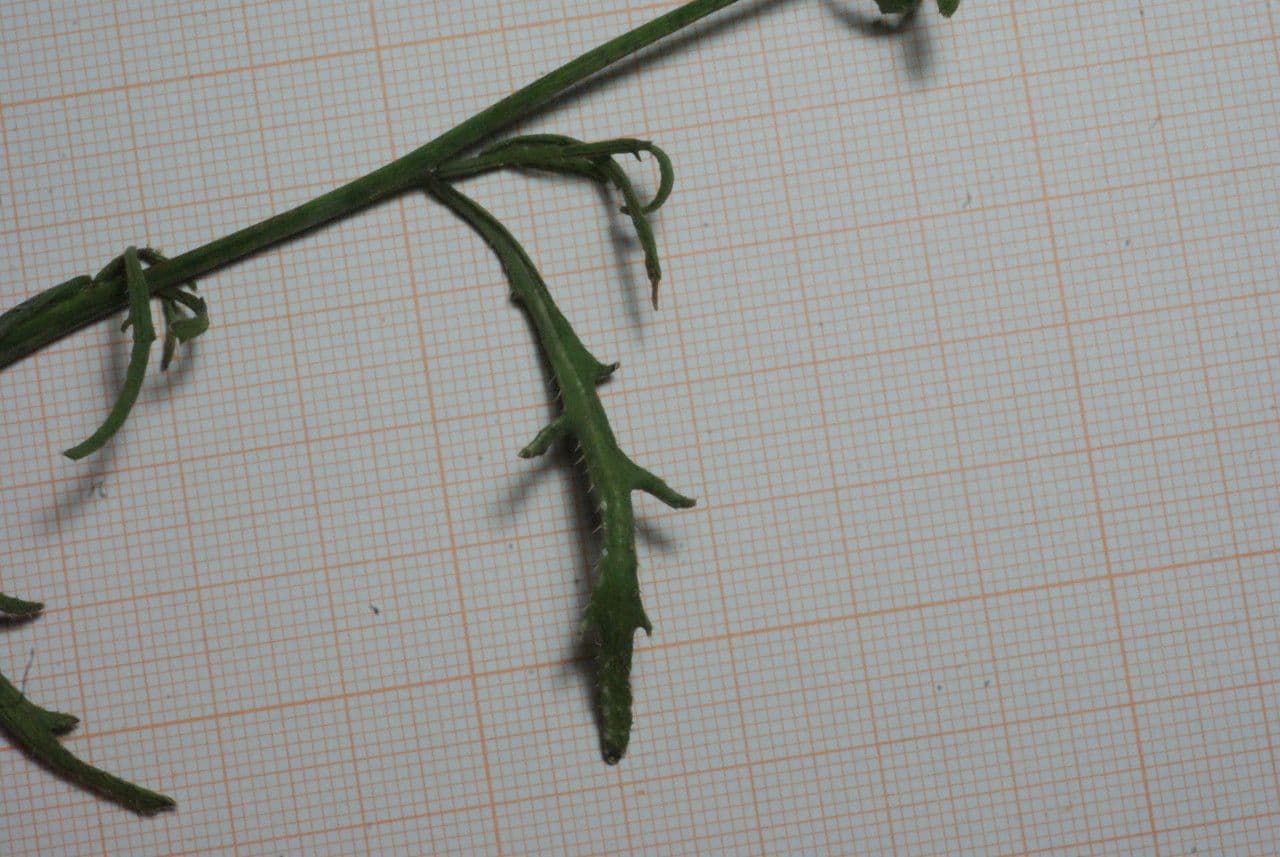 Diplotaxis harra 15