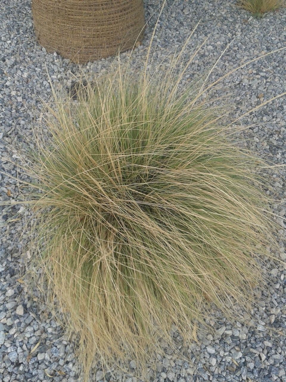 Muhlenbergia rigens 6