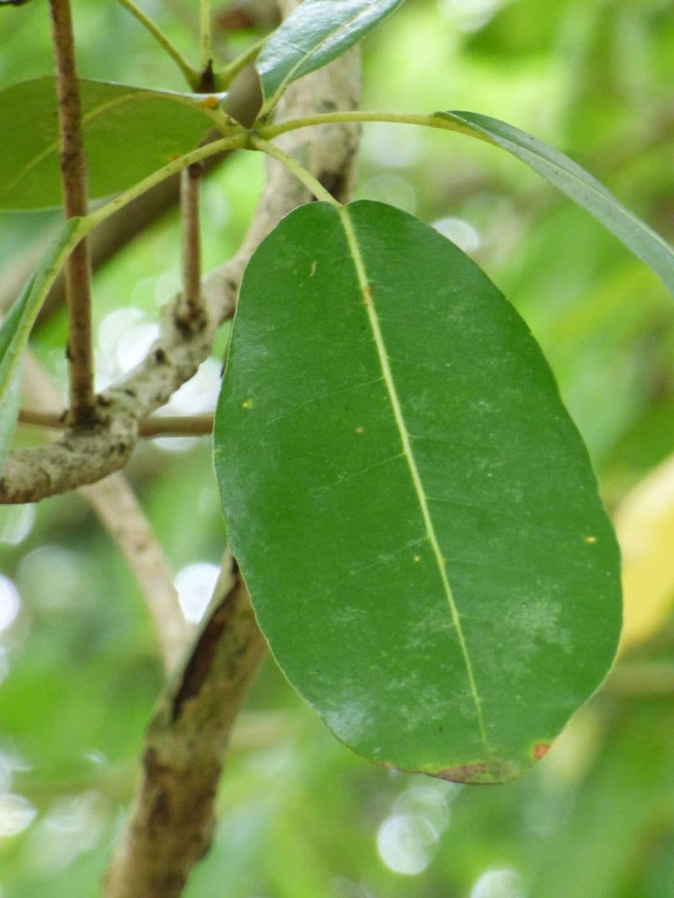 Tabebuia bledá 17