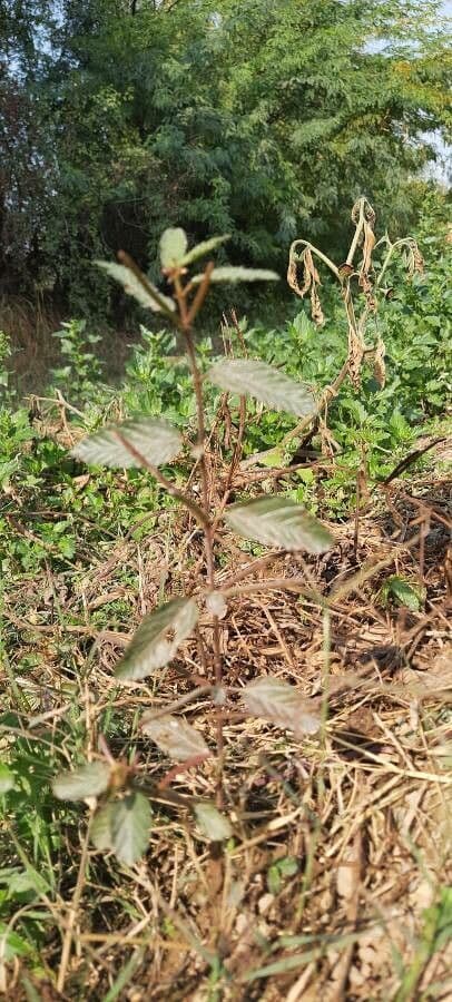 Corchorus trilocularis 9