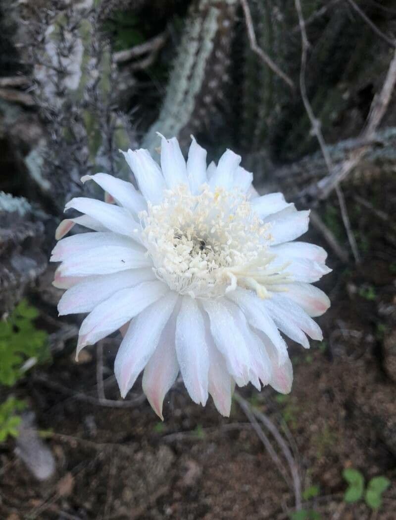 Feuer-Cholla 8