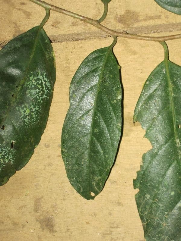 Dendrobangia 7