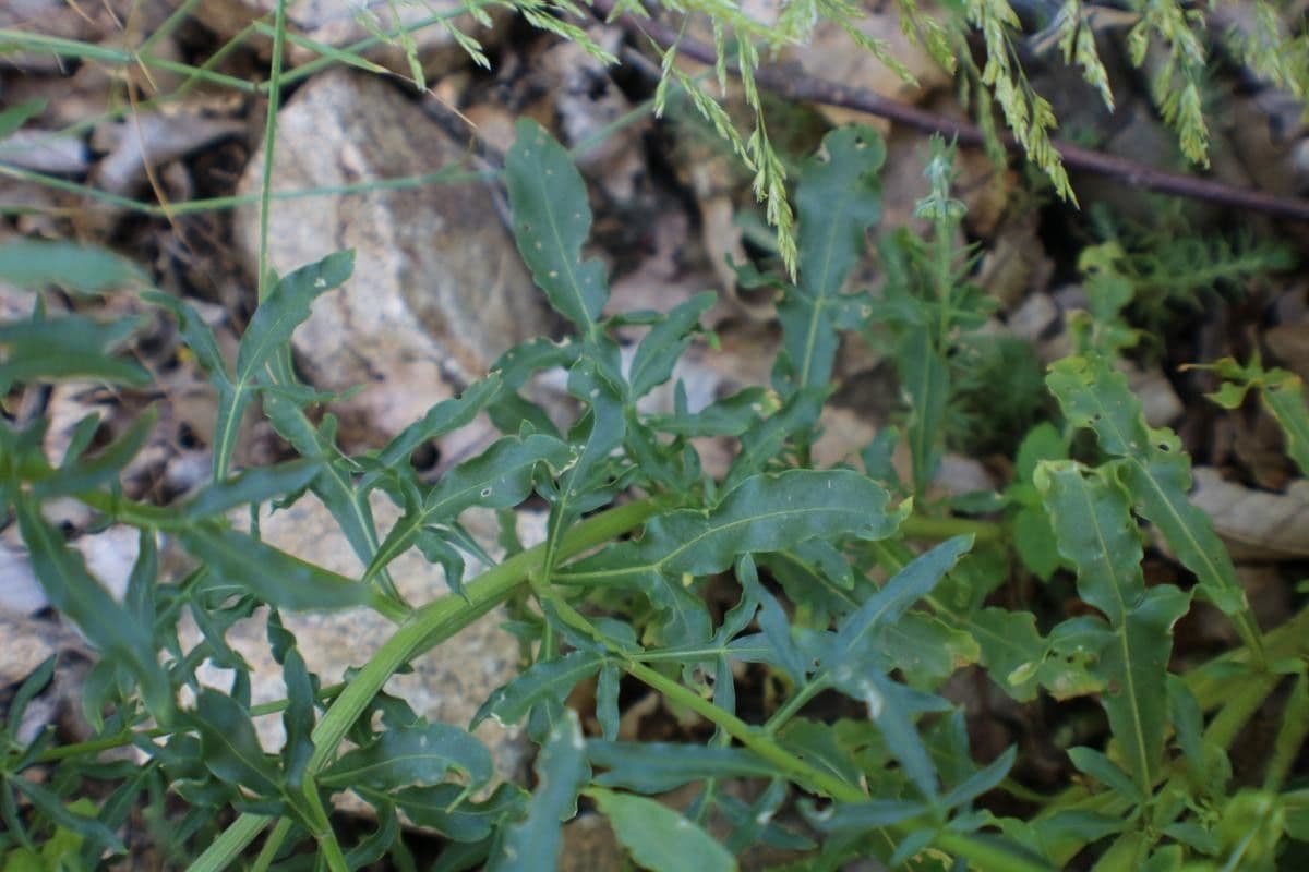 Rezeda 12