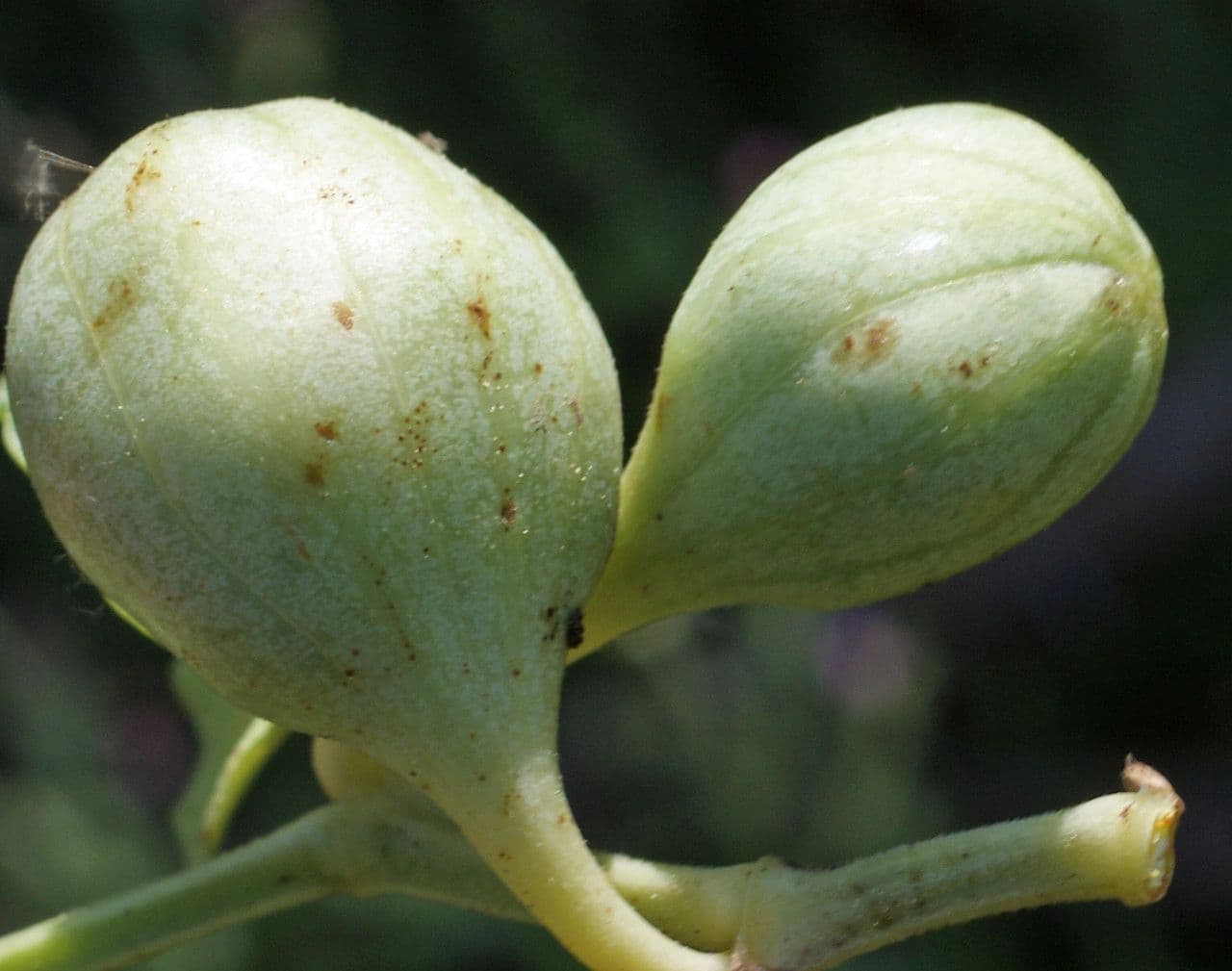 Rostlina 3