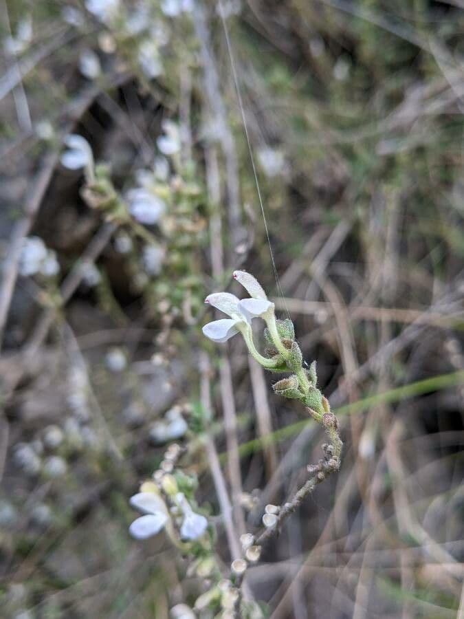 Sideritis
