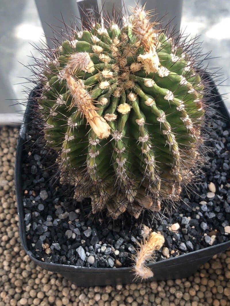 Acanthocalycium 6