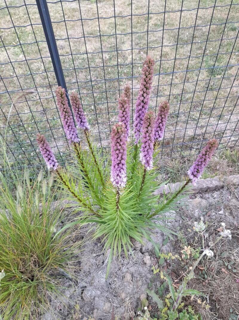 Liatris 9
