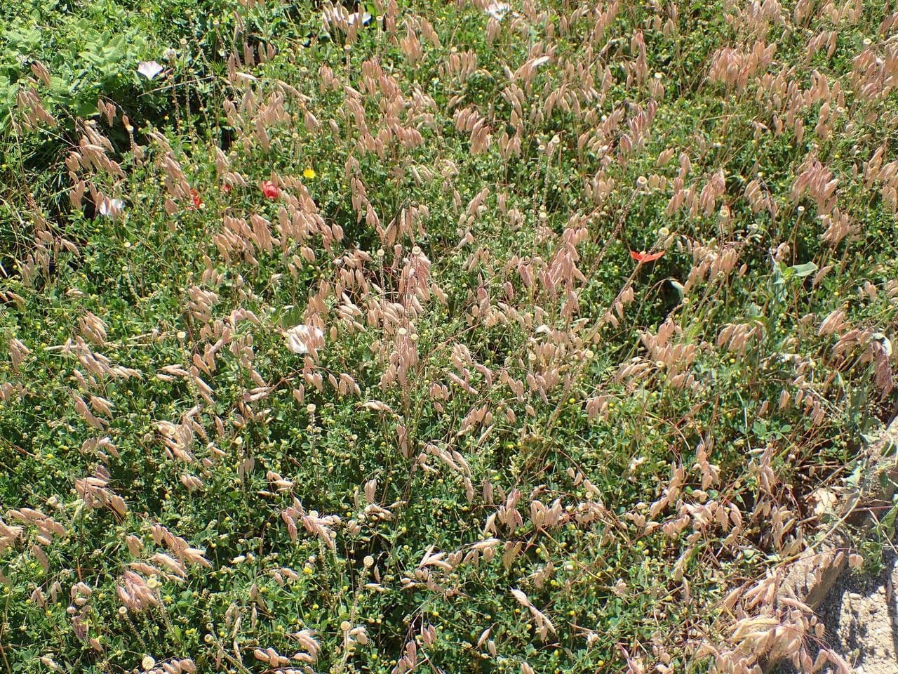 Bromus squarrosus 15