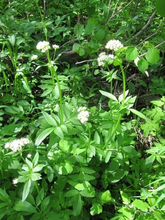 Valeriana occidentale 6