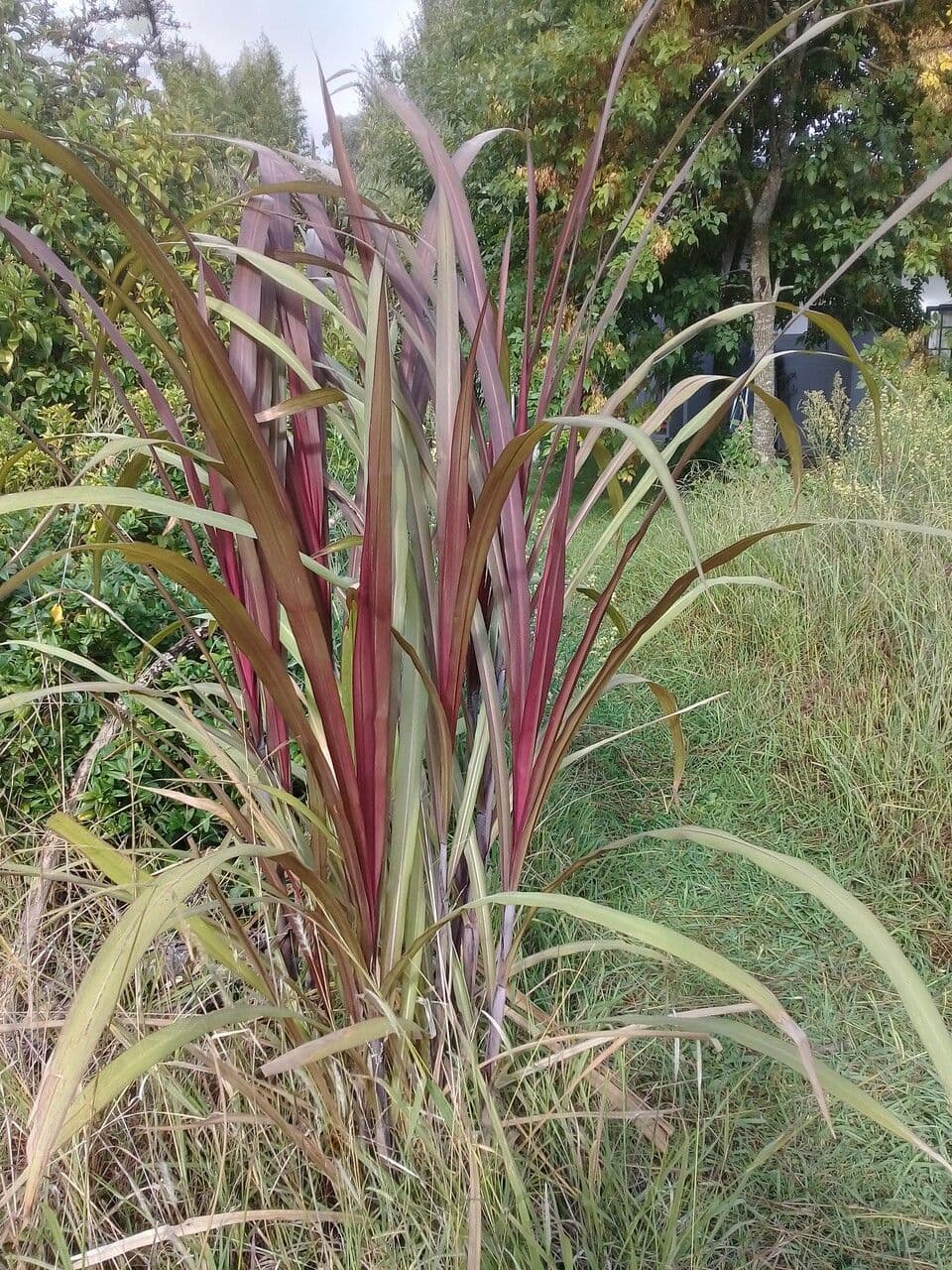Erba fontana viola 20