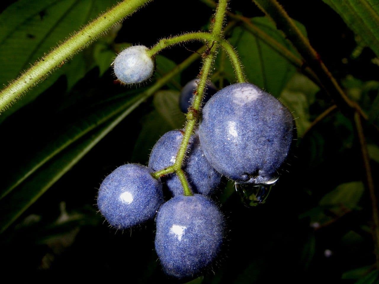 Miconia 4