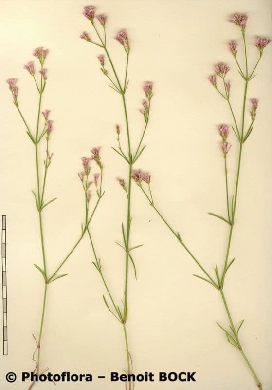 Asperula aristata 25