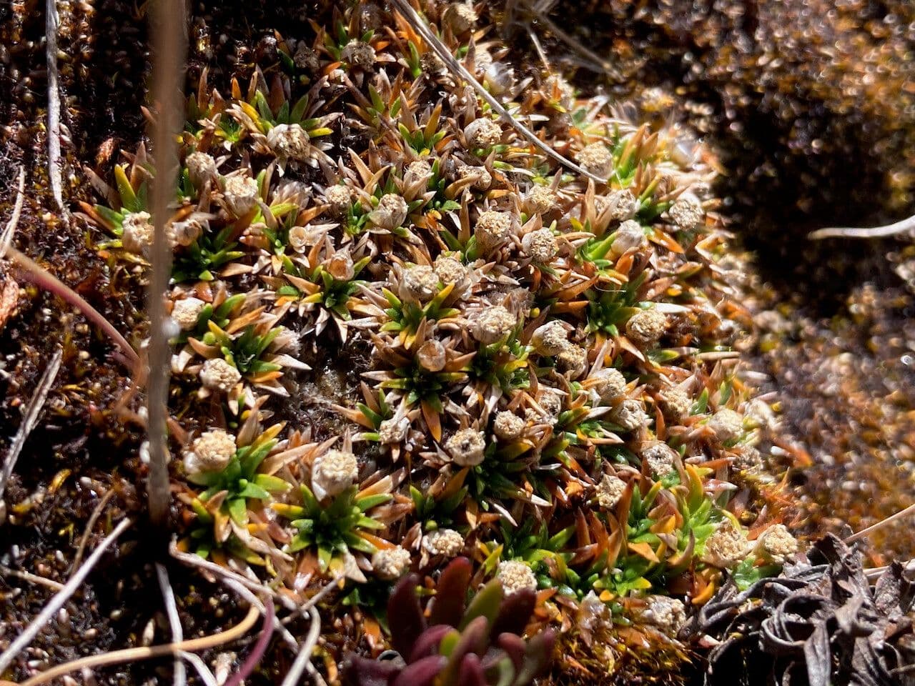 Paepalanthus 7
