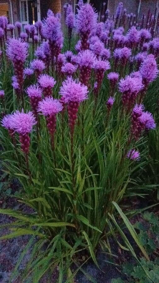 Liatris espigada 14