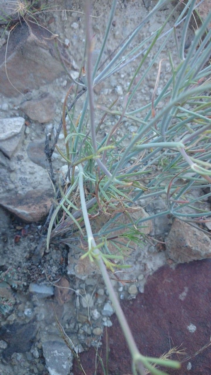 Thelesperma 6