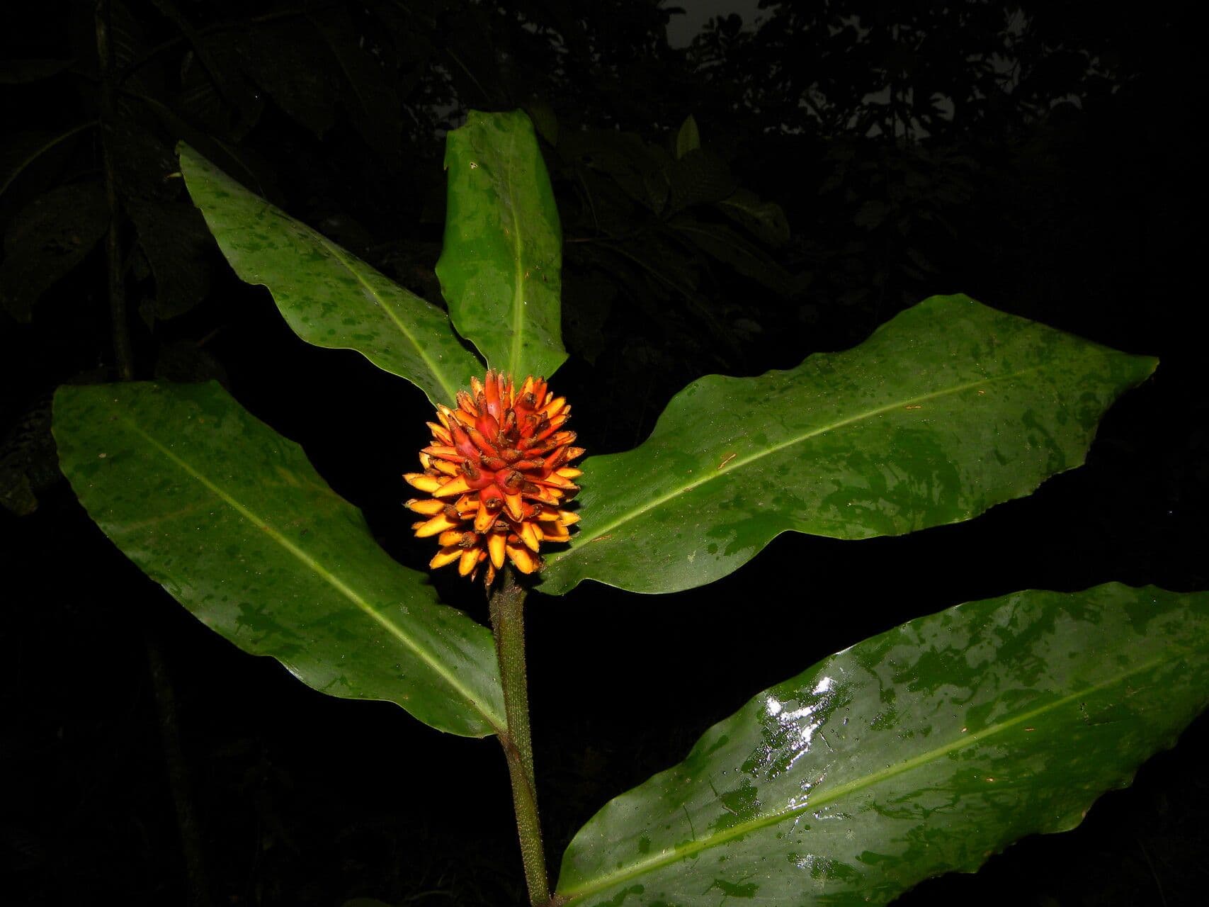 Renealmia pendula 8