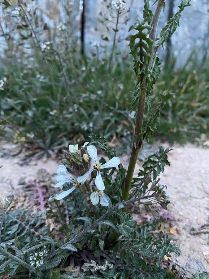 Rucola 13