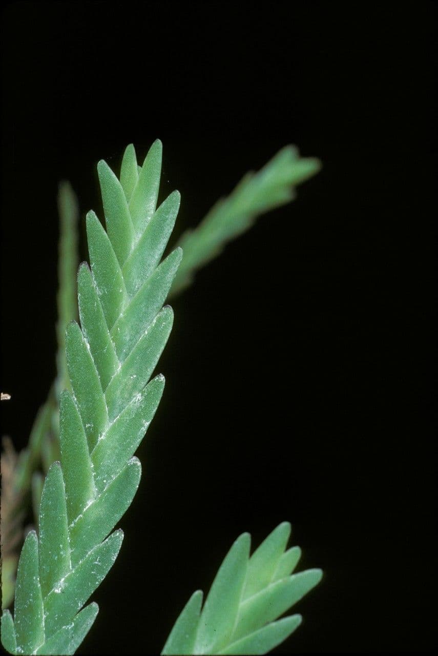 Podochilus