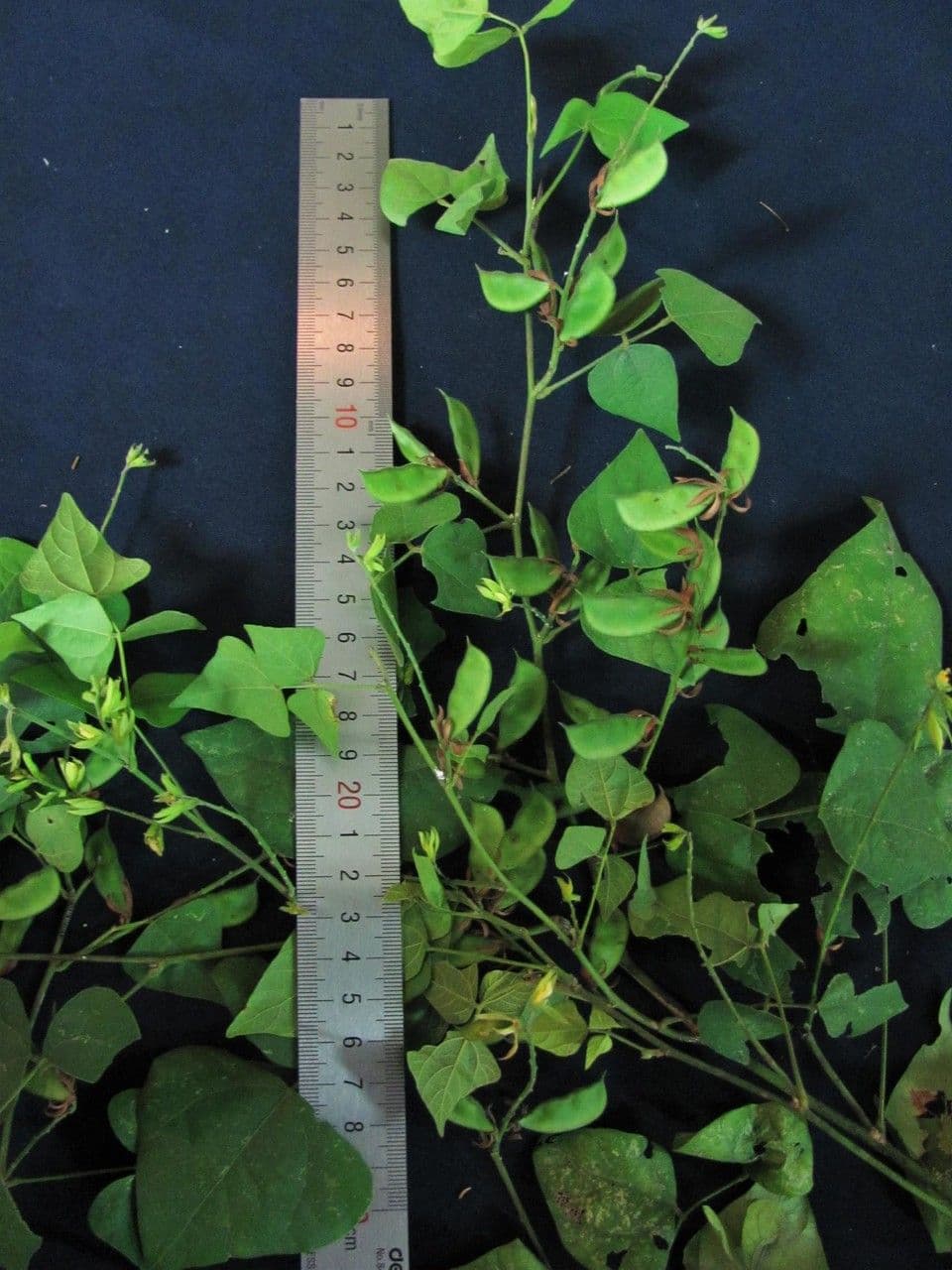 Rhynchosia 10